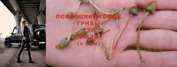 стаф Аркадак